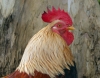 meneer_de_haan_RDB0011.jpg