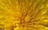 paardenbloemMolenviergang7huizen_0228_kopie.JPG