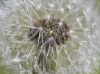 paardenbloem_0071.jpg