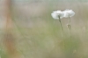 paardenbloem_Nesselande076_1200p.jpg
