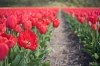 rode_Tulpen_Bollenstreek_0018.jpg