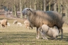 schaap_zogend_Veluwezoom_mrt22_064.jpg