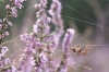 spin_heide_Hilversum_210821_0049_r.jpg