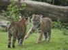 tijgers_spelend_BurgersZoo_0084.jpg