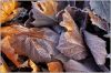 winter2010_0029.jpg
